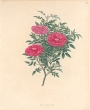Load image into Gallery viewer, Andrews, H.C. “Rosa, parvifolia.”  Plate 25.