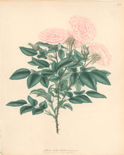 Load image into Gallery viewer, Andrews, H.C.  “Rosa bella donna.” Plate 32.