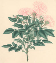 Load image into Gallery viewer, Andrews, H.C.  “Rosa bella donna.” Plate 32.