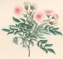 Load image into Gallery viewer, Andrews, H.C. “Rosa Pennsylvanica.” Plate 38.