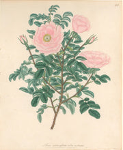 Load image into Gallery viewer, Andrews, H.C. “Rosa, spinosissima rubra.” Plate 40.
