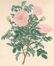 Load image into Gallery viewer, Andrews, H.C. “Rosa, spinosissima rubra.” Plate 40.