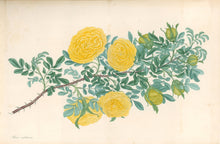 Load image into Gallery viewer, Andrews, H.C.  “Rosa, sulphurea.” Plate 49.