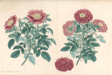Load image into Gallery viewer, Andrews, H.C.  “Rosa, centifolia.” Plate 55.