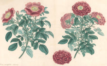 Load image into Gallery viewer, Andrews, H.C.  “Rosa, centifolia.” Plate 55.