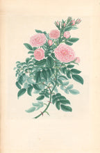 Load image into Gallery viewer, Andrews, H.C.  “Rosa, eleganteria.” Plate 57.