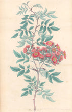 Load image into Gallery viewer, Andrews, H.C. “Rosa, lurida.”  Plate 61.