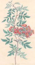 Load image into Gallery viewer, Andrews, H.C. “Rosa, lurida.”  Plate 61.