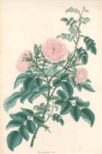 Load image into Gallery viewer, Andrews, H.C.  “Rosa, eglanteria.”