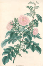 Load image into Gallery viewer, Andrews, H.C.  “Rosa, eglanteria.”