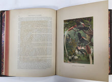 Load image into Gallery viewer, Wood, J.G.  "Animate Creation; Popular Edition of 'Our Living World,' A Natural History Volume II.  Birds"