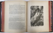 Load image into Gallery viewer, Wood, J.G.  "Animate Creation; Popular Edition of 'Our Living World,' A Natural History Volume II.  Birds"