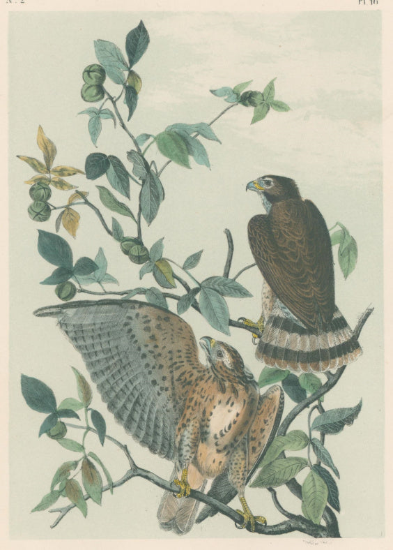 Audubon, John James  “Broad-winged Buzzard.” [Broad-winged Hawk] Pl. 10