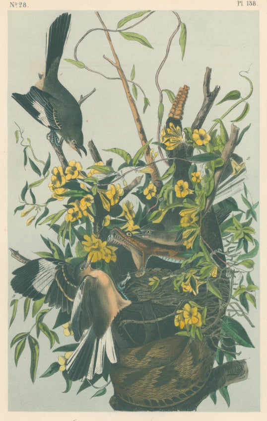 Audubon, John James  “Common Mocking Bird.”  Pl. 138