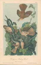 Load image into Gallery viewer, Audubon, John James  “Ferruginous Mocking Bird.”  Pl. 141
