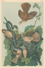 Load image into Gallery viewer, Audubon, John James  “Ferruginous Mocking Bird.”  Pl. 141
