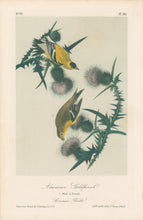 Load image into Gallery viewer, Audubon, John James  “American Goldfinch.”  Pl. 181

