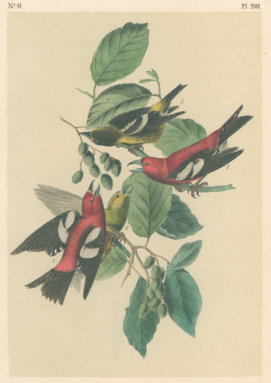Audubon, John James  “White Winged Crossbill.”  Pl. 201