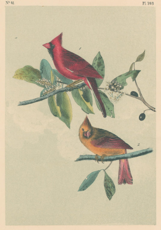 Audubon, John James  “Common Cardinal Grosbeak.”  Pl. 203