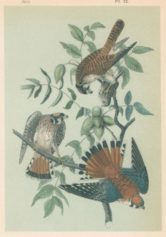Audubon, John James  “Sparrow Hawk.”  Pl. 22