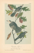 Load image into Gallery viewer, Audubon, John James  “Canada Jay.”  Pl. 234
