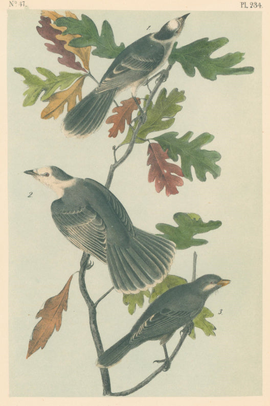 Audubon, John James  “Canada Jay.”  Pl. 234