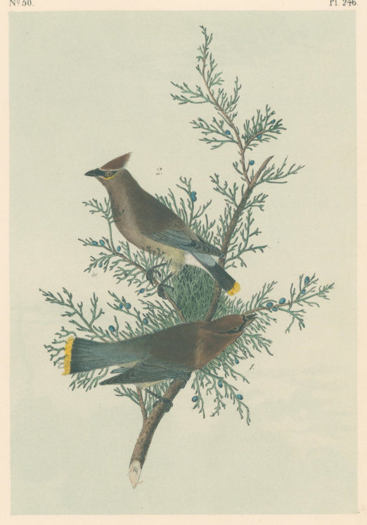 Audubon, John James  “Cedar Bird.”  [Cedar Waxwing] Pl. 246