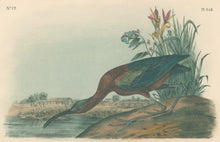Load image into Gallery viewer, Audubon, John James  “Glossy Ibis” Pl. 358
