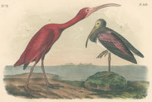 Load image into Gallery viewer, Audubon, John James  “Scarlet Ibis” Pl. 359
