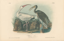 Load image into Gallery viewer, Audubon, John James  “White Ibis” Pl. 360
