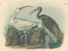Load image into Gallery viewer, Audubon, John James  “White Ibis” Pl. 360
