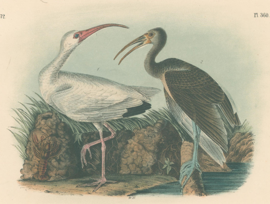 Audubon, John James  “White Ibis” Pl. 360