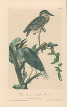 Load image into Gallery viewer, Audubon, John James  “Yellow-crowned Night Heron” Pl. 364
