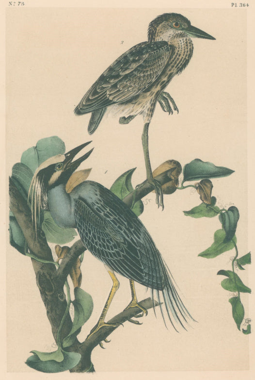 Audubon, John James  “Yellow-crowned Night Heron” Pl. 364