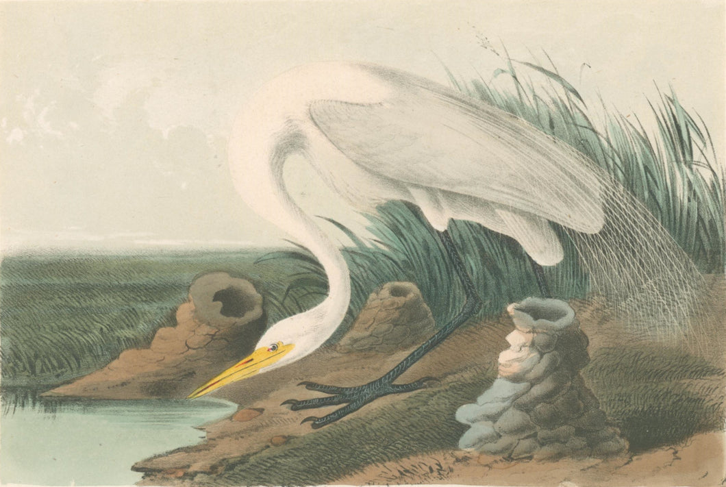 Audubon, John James “Great American White Egret” Pl. 370 (Second Edition)