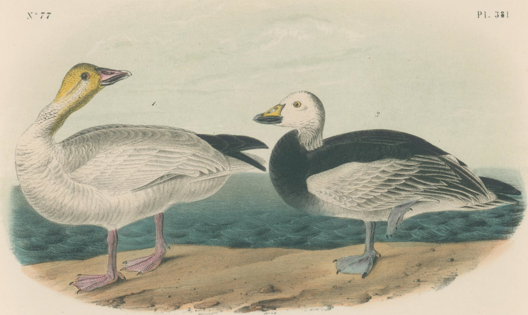 Audubon, John James  “Snow Goose” Pl. 381.