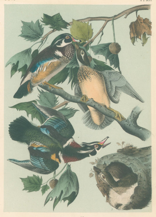 Audubon, John James  “Wood Duck. Summer Duck.” Pl. 391