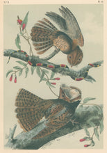 Load image into Gallery viewer, Audubon, John James  “Chuck-Wills Widow.”  Pl. 41
