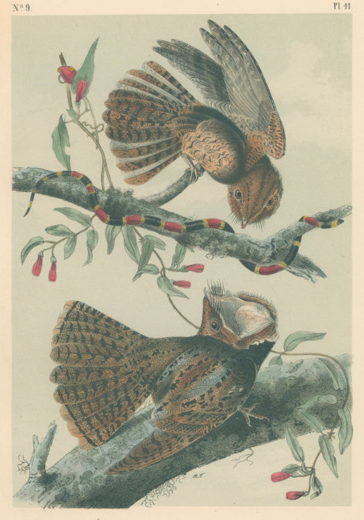 Audubon, John James  “Chuck-Wills Widow.”  Pl. 41