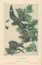 Load image into Gallery viewer, Audubon, John James  “Night Hawk.”  Pl. 43
