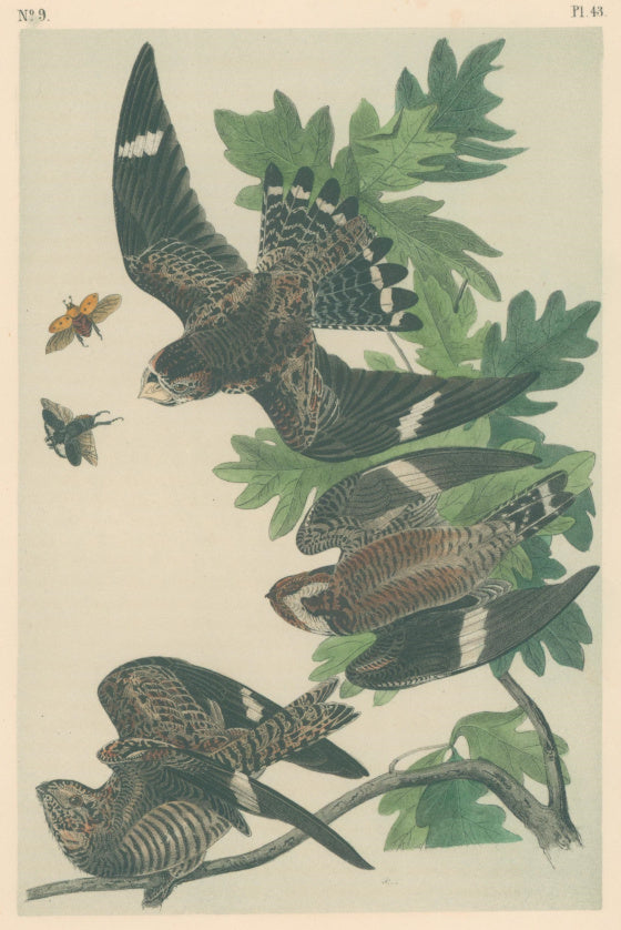 Audubon, John James  “Night Hawk.”  Pl. 43