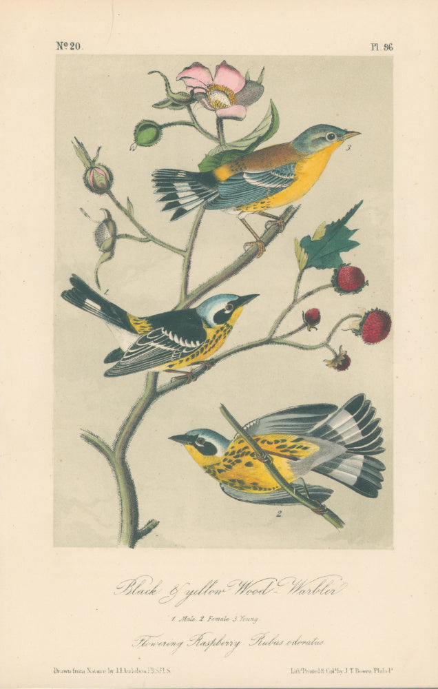 The Making of Audubon's 1st Royal Octavo Edition