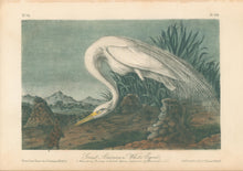 Load image into Gallery viewer, Audubon, John James &quot;Great American White Egret&quot; Pl. 370 (First Edition)
