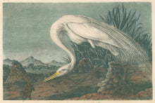 Load image into Gallery viewer, Audubon, John James &quot;Great American White Egret&quot; Pl. 370 (First Edition)
