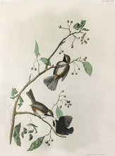 Load image into Gallery viewer, Audubon, John James &quot;Hudson&#39;s Bay Titmouse&quot; Plate 128

