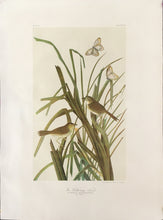 Load image into Gallery viewer, Audubon, John James &quot;MacGillivray’s Finch&quot; Plate 173
