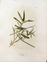 Load image into Gallery viewer, Audubon, John James &quot;Solitary Flycatcher or Vireo&quot; Plate 239
