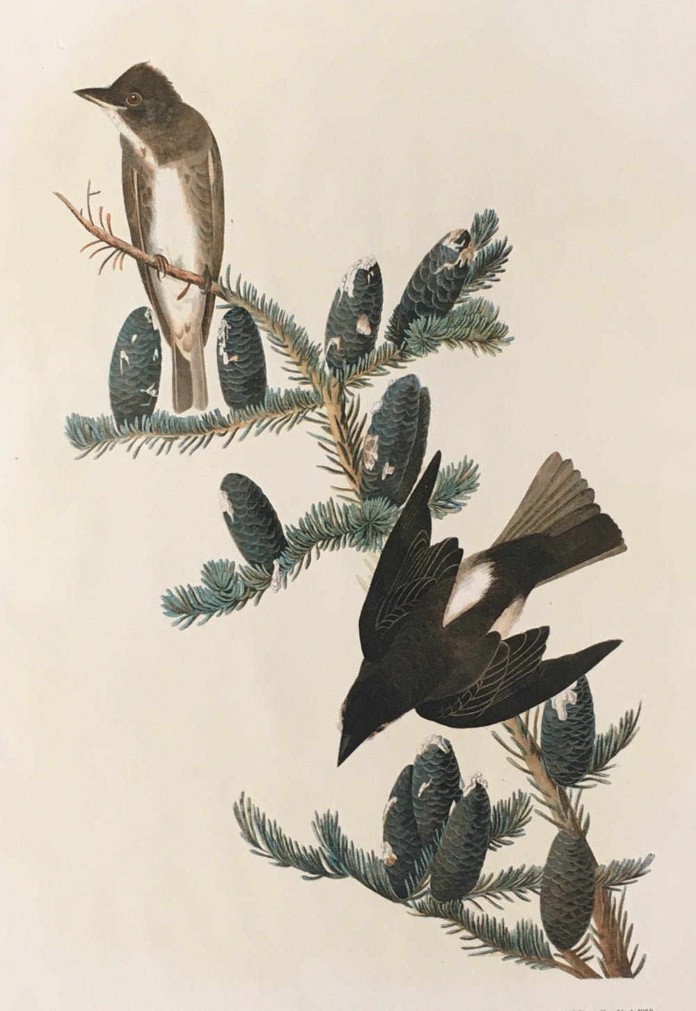 Audubon, John James 