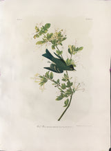 Load image into Gallery viewer, Audubon, John James &quot;Wood Pewee&quot; Plate 63
