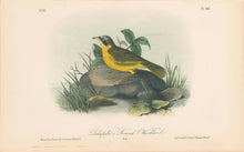 Load image into Gallery viewer, Audubon, John James  “Delafield's Ground Warbler.” Pl. 103